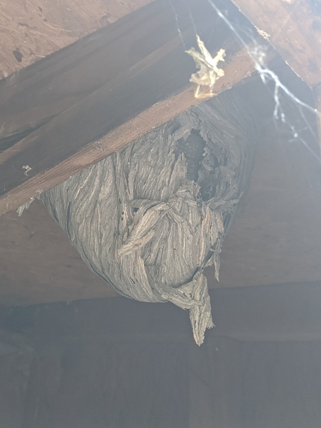 Wasp nest in the shed!