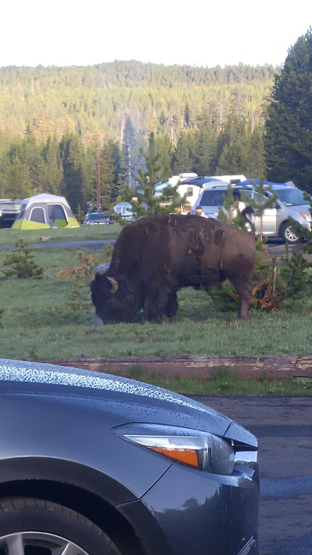 The Camp Buffalo