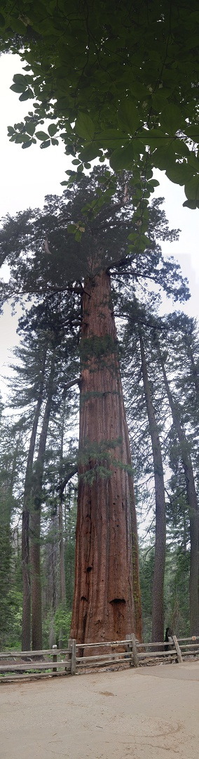 Giant Sequoias, Tuolumne Grove