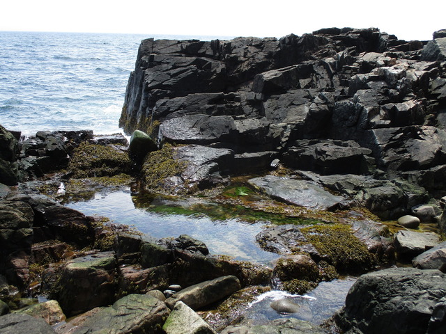 Zen Pond