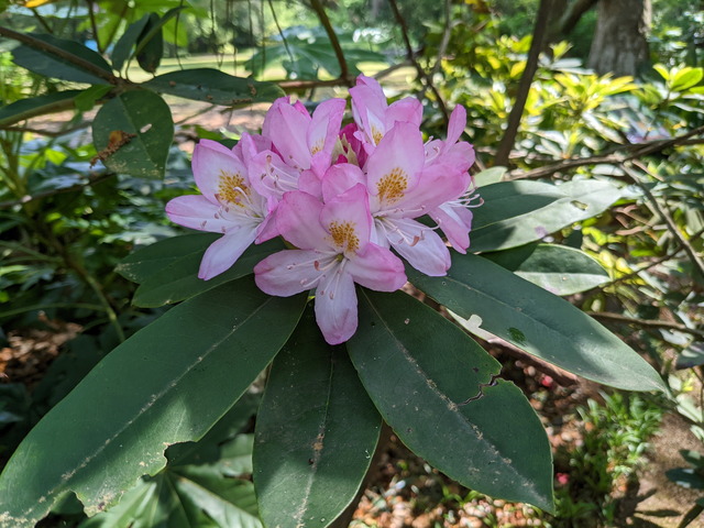 Manteo Elizabethan Gardens