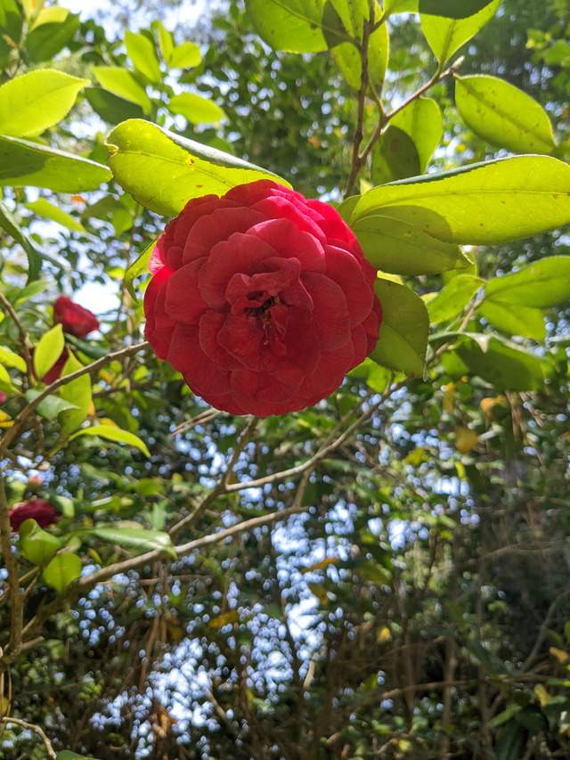 Manteo Elizabethan Gardens