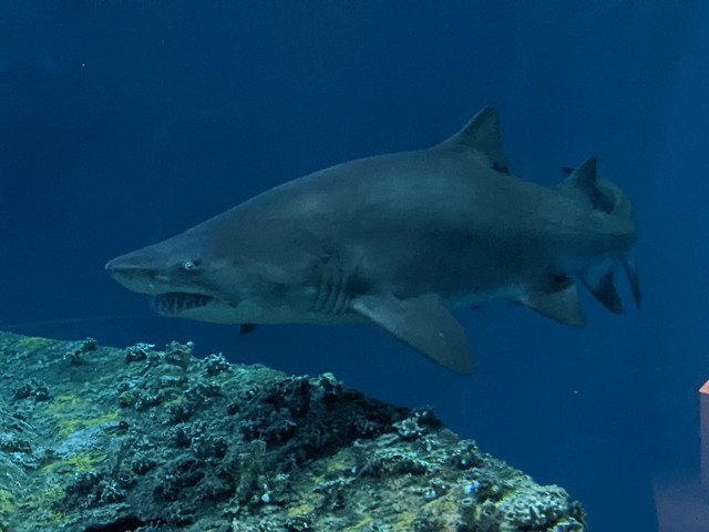 Roanoke Island Aquarium