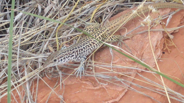 Green Anole in Camouflage