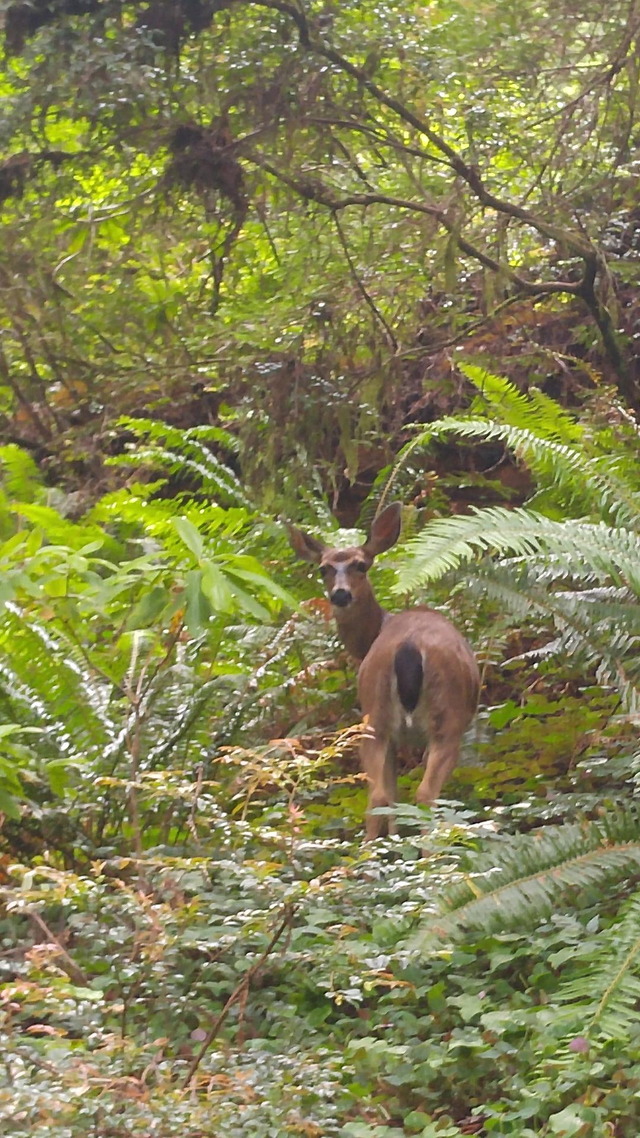 Black Tailed Deer