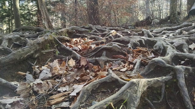 Grotto Falls, another year