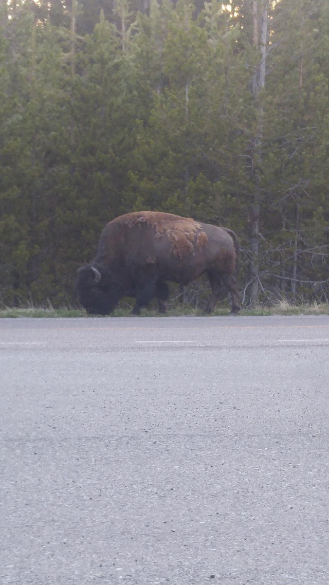 First Buffalo