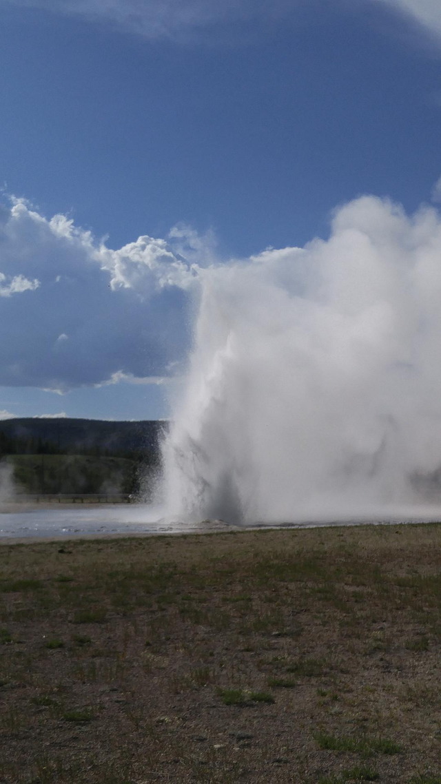 Daisy Geyser