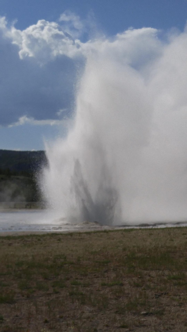 Daisy Geyser