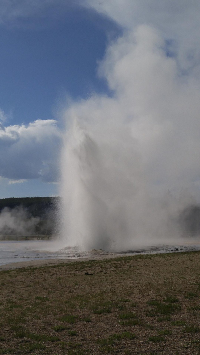 Daisy Geyser