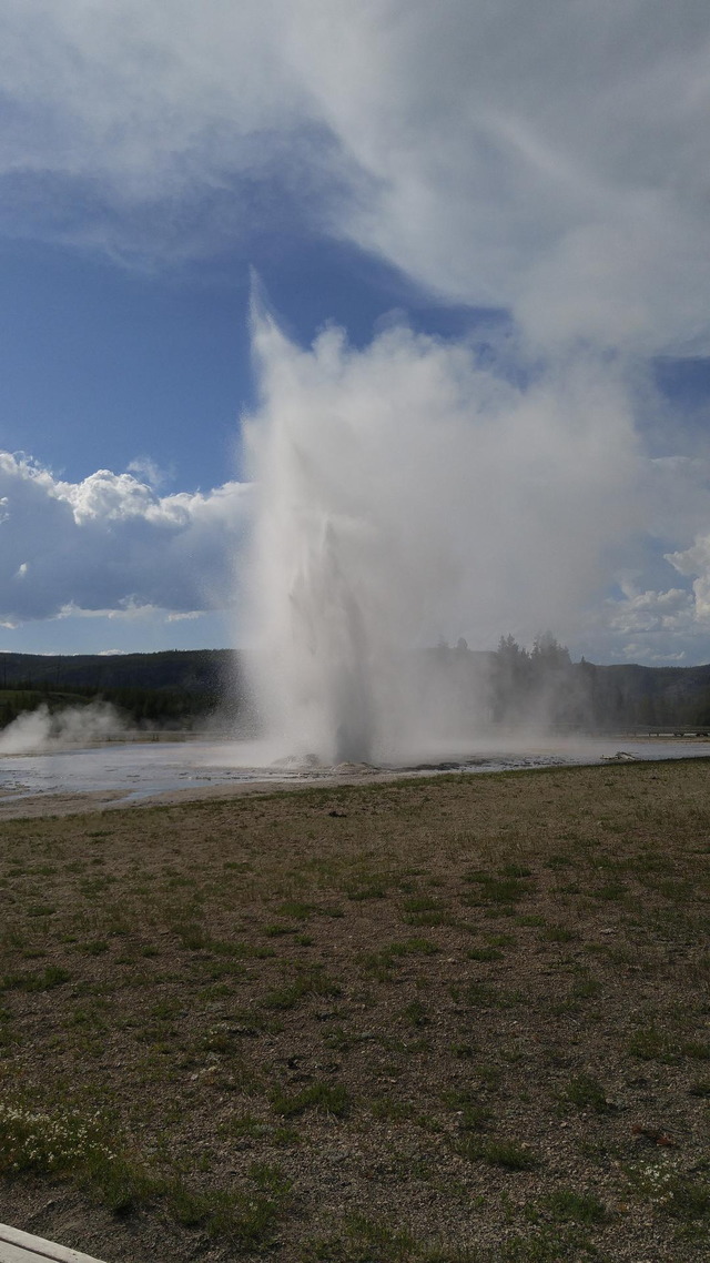 Daisy Geyser