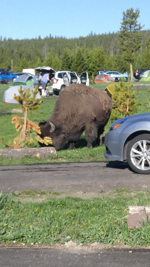 The Camp Buffalo