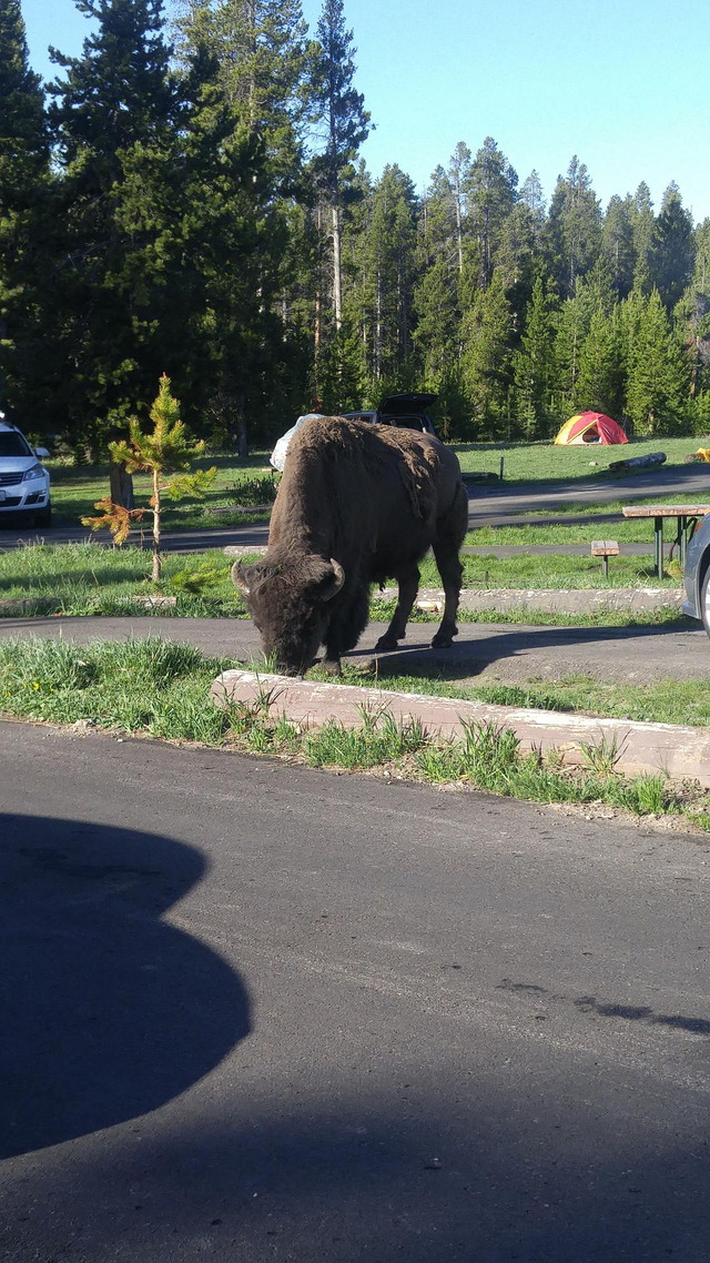 The Camp Buffalo