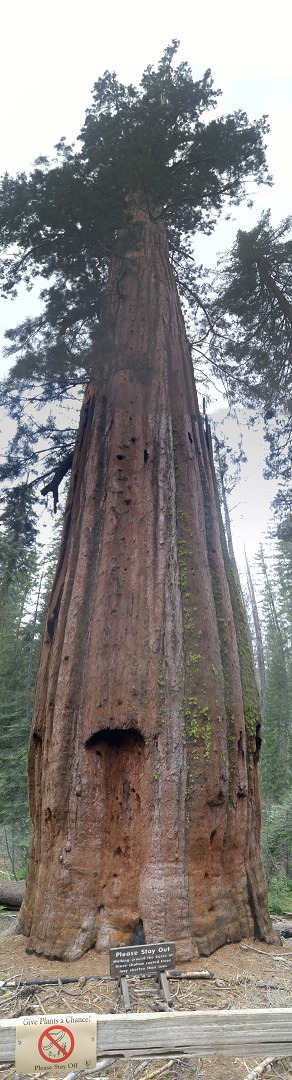 Giant Sequoias, Tuolumne Grove